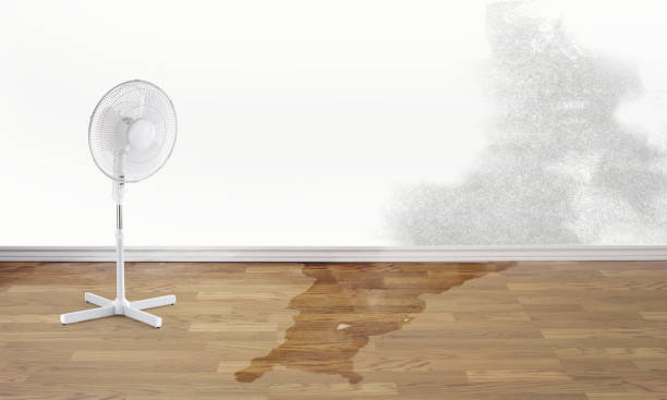 Best Water damage restoration near me  in Stacy, MN